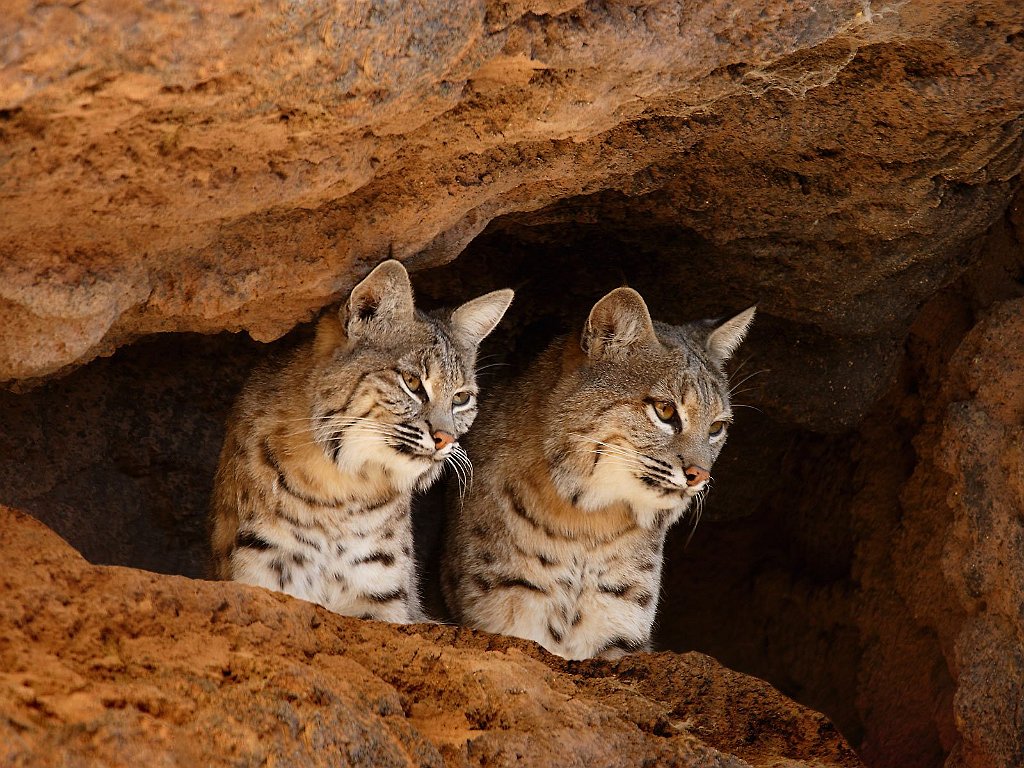 Bobcats, Tucson, Arizona